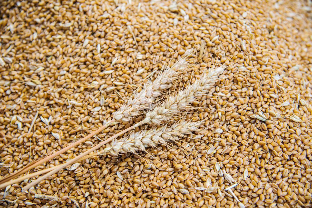 原創(chuàng)托市小麥拍賣清單出來(lái)了！小麥行情要反轉(zhuǎn)？