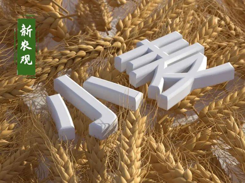 原創(chuàng)托市小麥拍賣清單出來(lái)了！小麥行情要反轉(zhuǎn)？