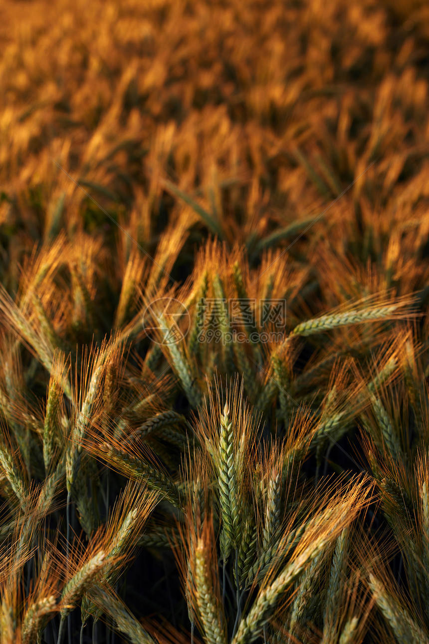 金色麥穗：攝影繪畫設(shè)計(jì)中的絕美圖片