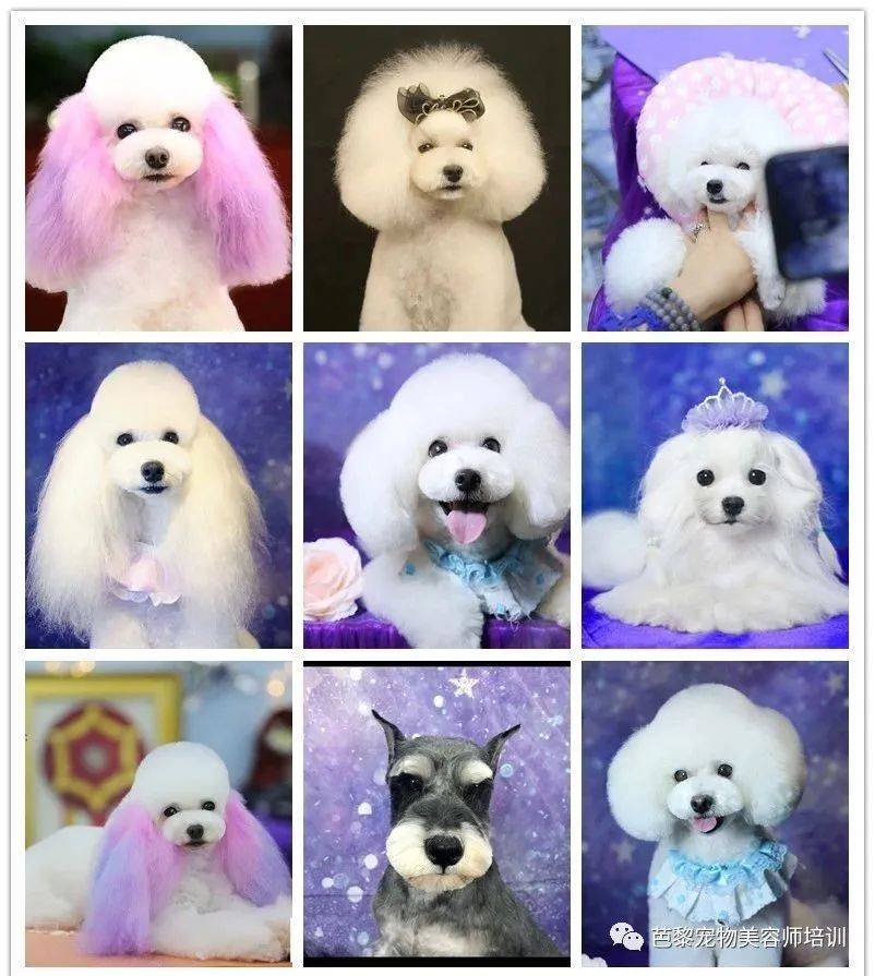 2025學(xué)寵物美容師實(shí)力榜：東北寵物美容師培訓(xùn)/寵物美容培訓(xùn)深挖資質(zhì)經(jīng)驗(yàn)服務(wù)核心邏輯！