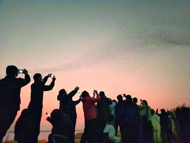 無人機貼鳥拍攝當(dāng)禁！