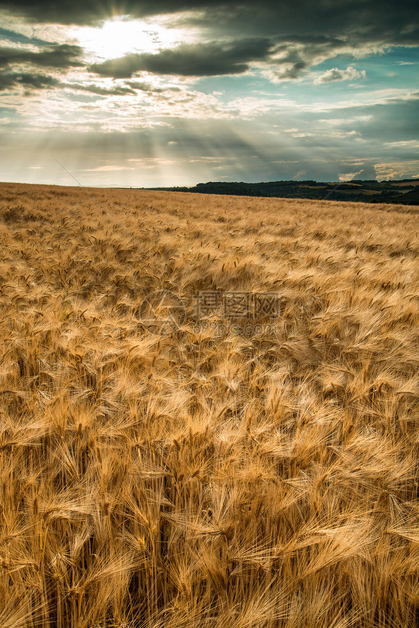 金色麥穗：攝影繪畫設(shè)計(jì)中的絕美圖片