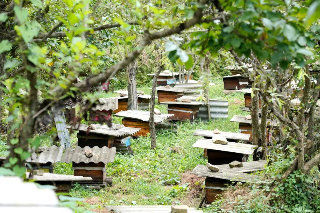 留壩蜂蜜又有新續(xù)集了？