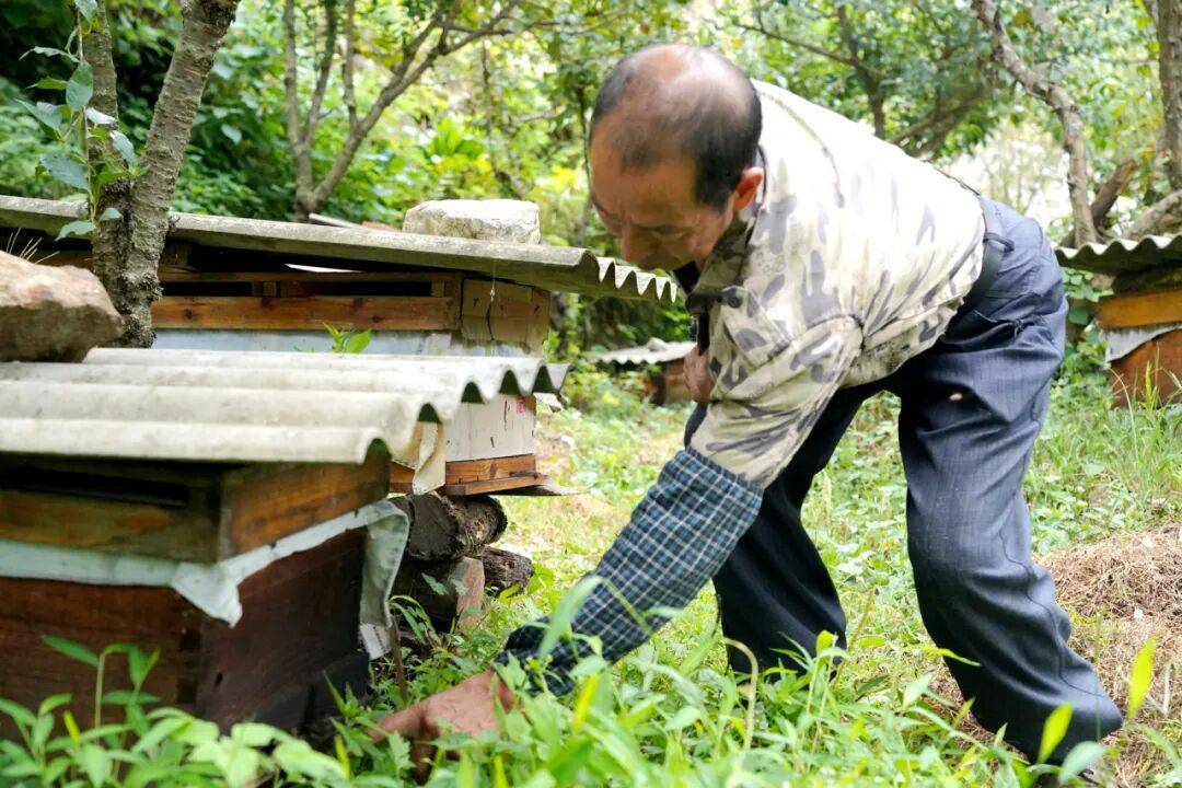 留壩蜂蜜又有新續(xù)集了？