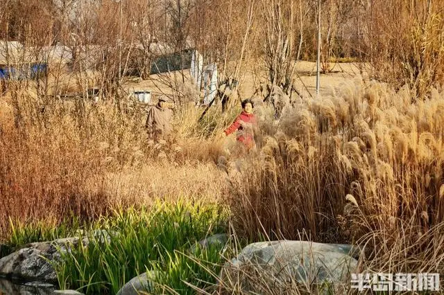 張村河畔夕照垂釣，暖冬繪就生態(tài)新景