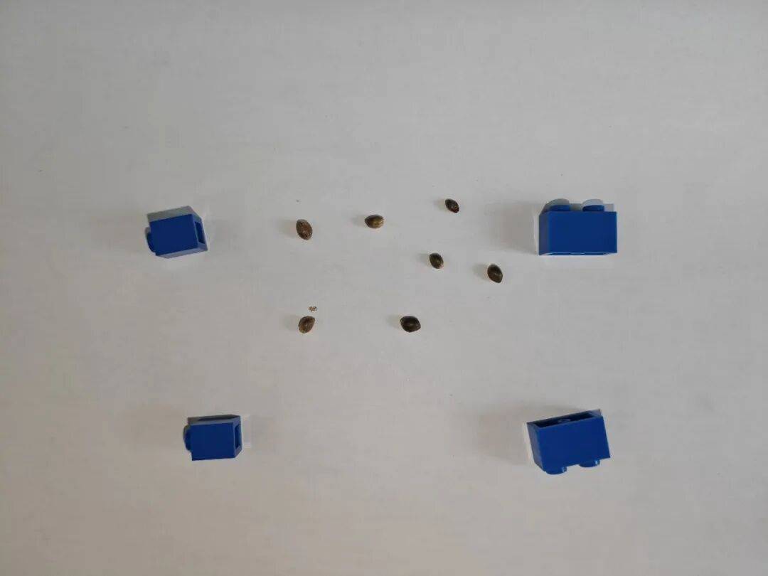 暗度陳倉！玩具積木中夾藏大麻種子