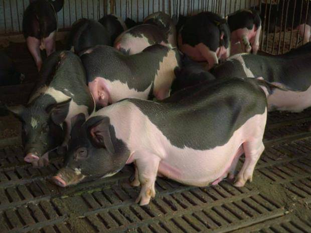 給母豬配什么飼料好，母豬飼料參考配方