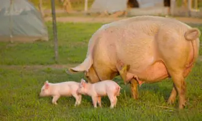 給母豬配什么飼料好，母豬飼料參考配方