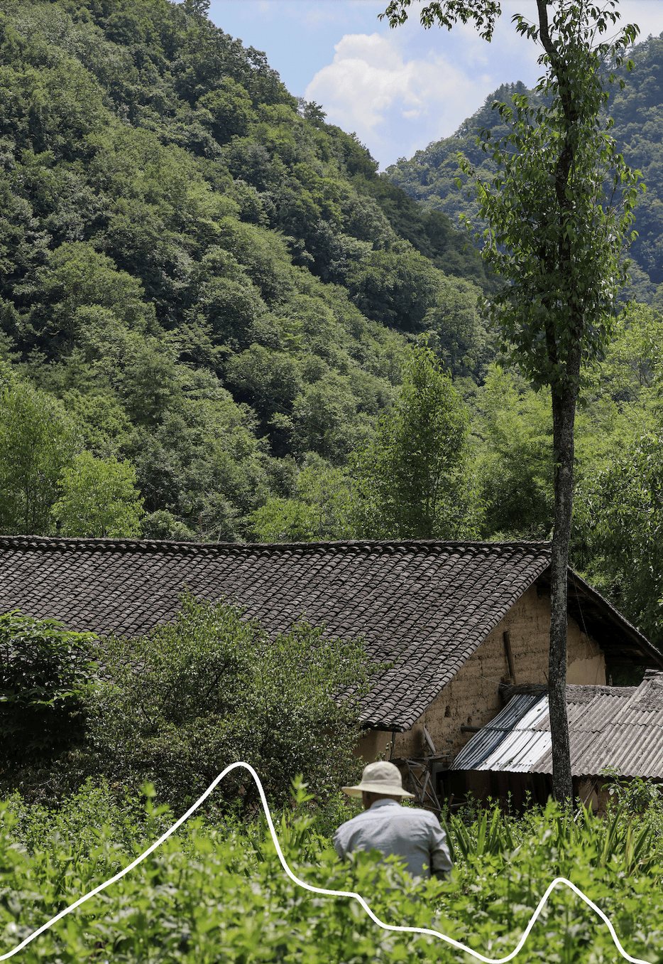 留壩蜂蜜又有新續(xù)集了？