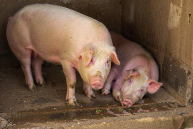 大白豬飼料自已怎么配，育肥豬飼料參考配方