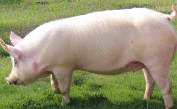 大白豬飼料自已怎么配，育肥豬飼料參考配方