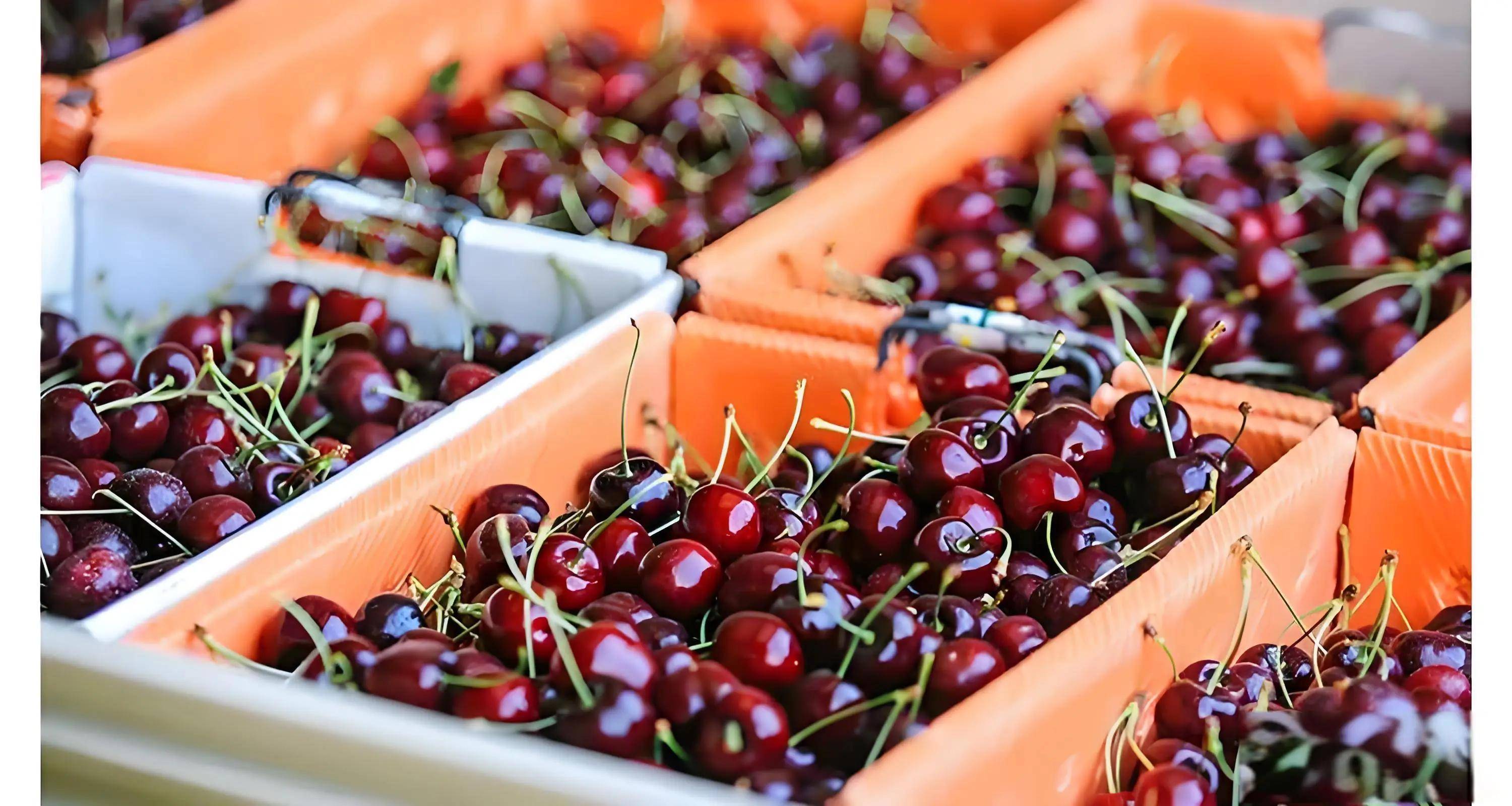 原創(chuàng)為啥車?yán)遄?個月到中國都不腐爛?一場精心策劃的“水果冬眠”