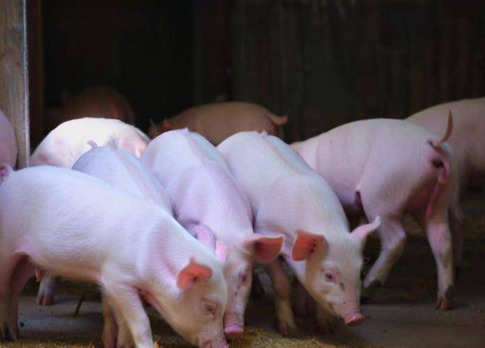 大白豬飼料自已怎么配，育肥豬飼料參考配方