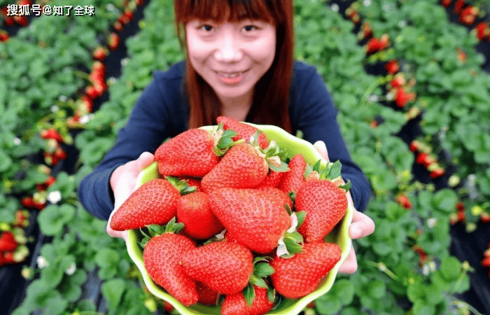 原創(chuàng)日本水果賣成iPhone價(jià)？背后邏輯太顛覆