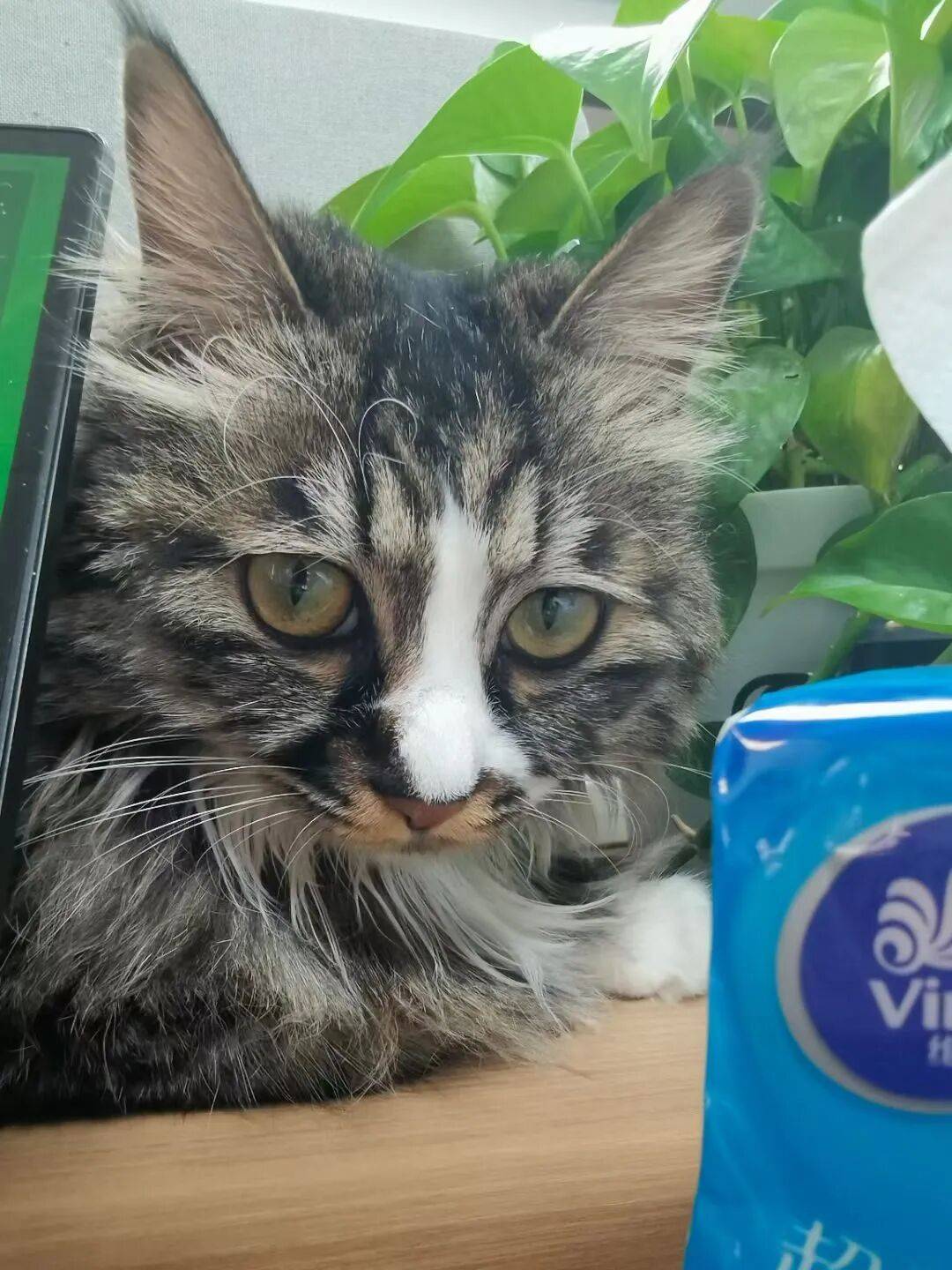 被“鏟屎官”吐槽存診療爭(zhēng)議，寵物醫(yī)療巨頭瑞派寵物IPO背后AB面