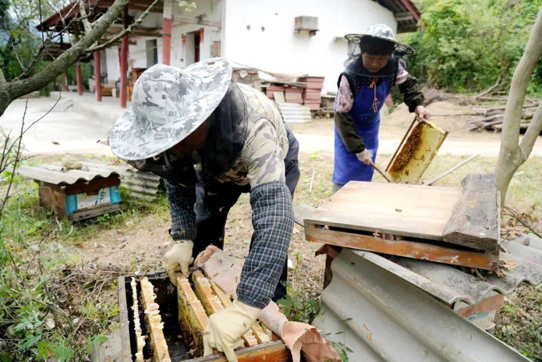 留壩蜂蜜又有新續(xù)集了？