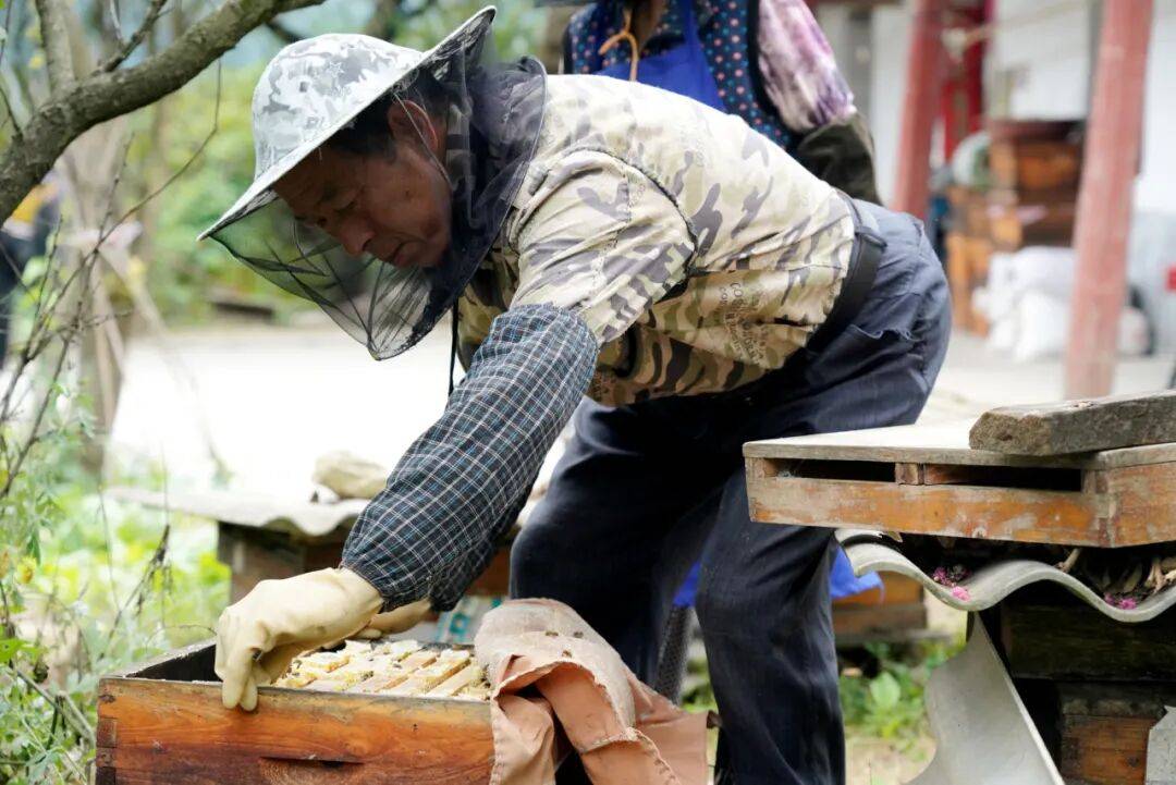 留壩蜂蜜又有新續(xù)集了？