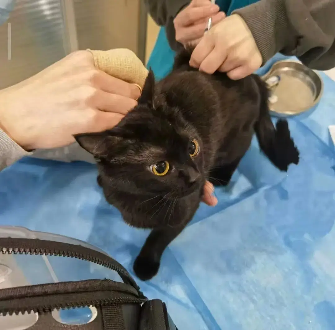 被“鏟屎官”吐槽存診療爭(zhēng)議，寵物醫(yī)療巨頭瑞派寵物IPO背后AB面