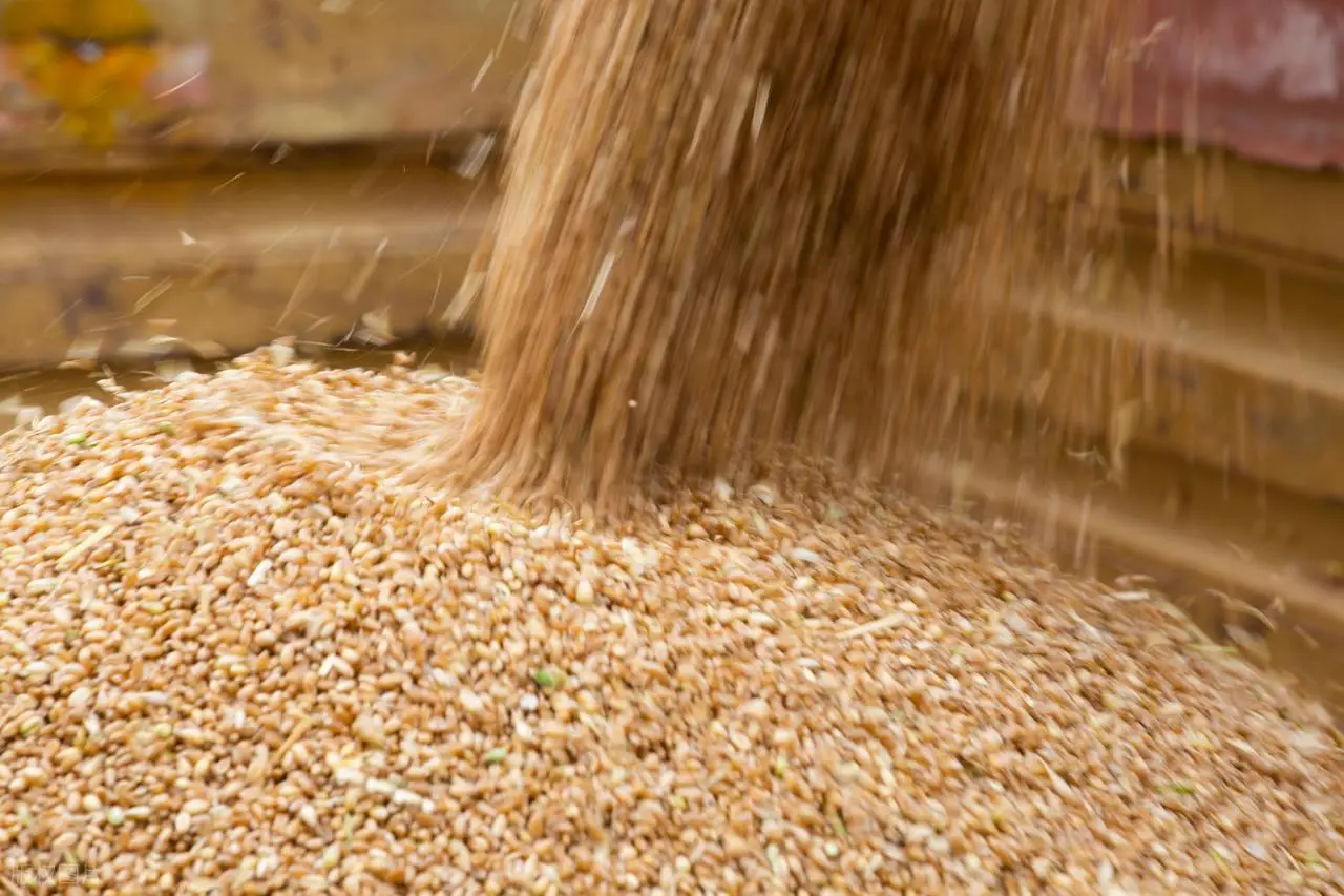 原創(chuàng)托市小麥拍賣清單出來(lái)了！小麥行情要反轉(zhuǎn)？