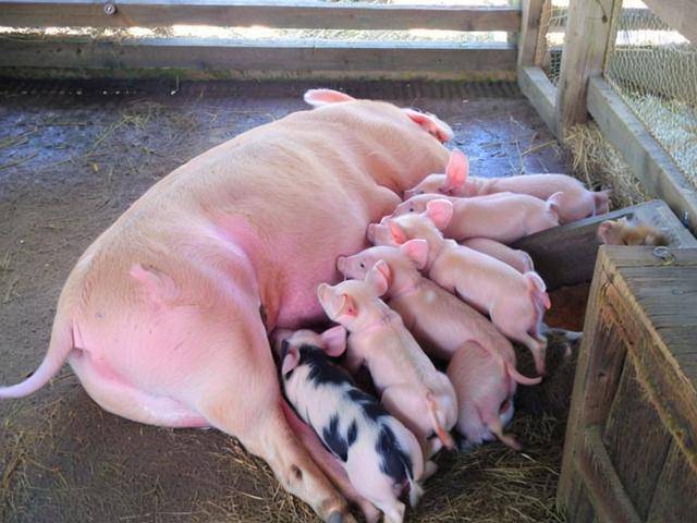 給母豬配什么飼料好，母豬飼料參考配方