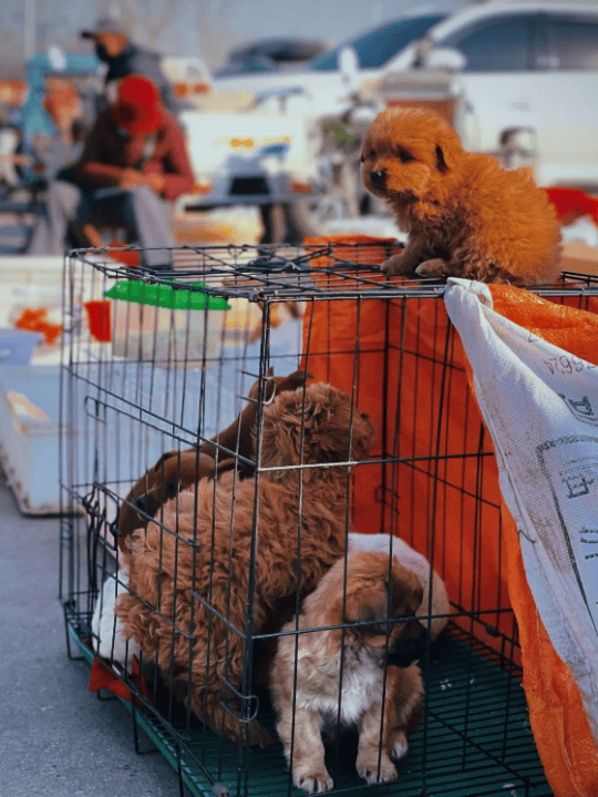 收藏！東營趕集時間地點匯總來了！