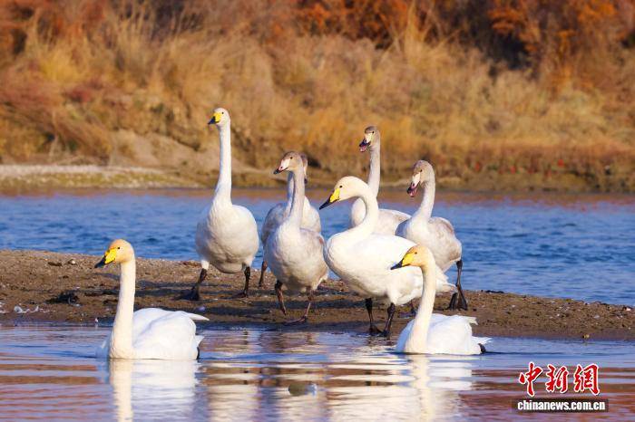 新疆“天鵝灣”旅游熱度攀升