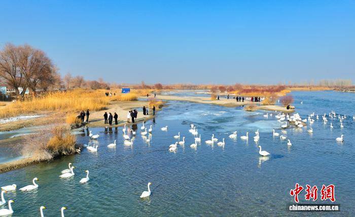 新疆“天鵝灣”旅游熱度攀升