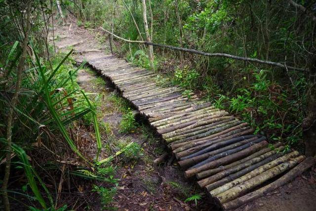 冬日浪漫！深圳坪山賞梅路線快收藏好