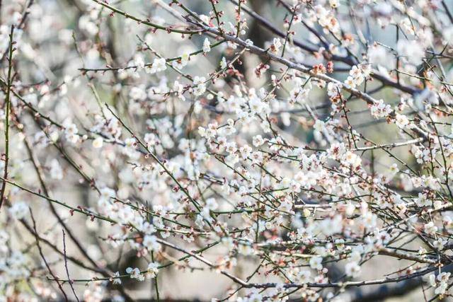 冬日浪漫！深圳坪山賞梅路線快收藏好