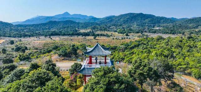 冬日浪漫！深圳坪山賞梅路線快收藏好