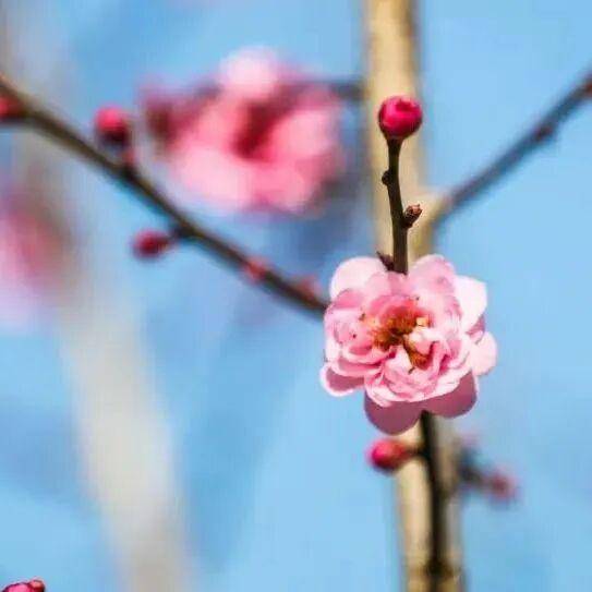 冬日浪漫！深圳坪山賞梅路線快收藏好