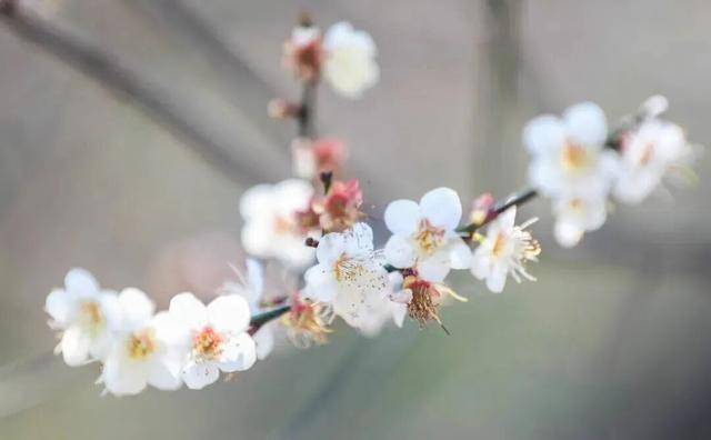 冬日浪漫！深圳坪山賞梅路線快收藏好