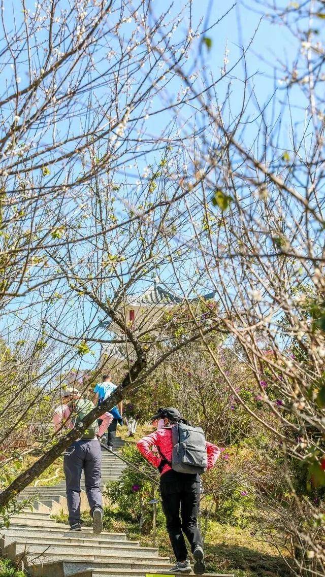 冬日浪漫！深圳坪山賞梅路線快收藏好