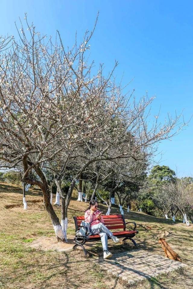 冬日浪漫！深圳坪山賞梅路線快收藏好