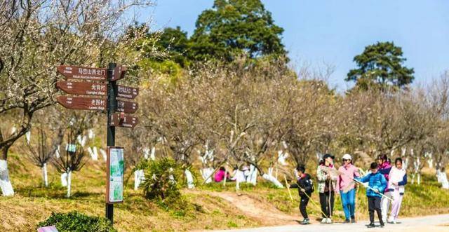 冬日浪漫！深圳坪山賞梅路線快收藏好