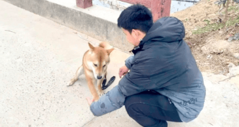 上海一市民花15800元送狗“上學(xué)”，歸來卻惡習(xí)依舊……法院判決！
