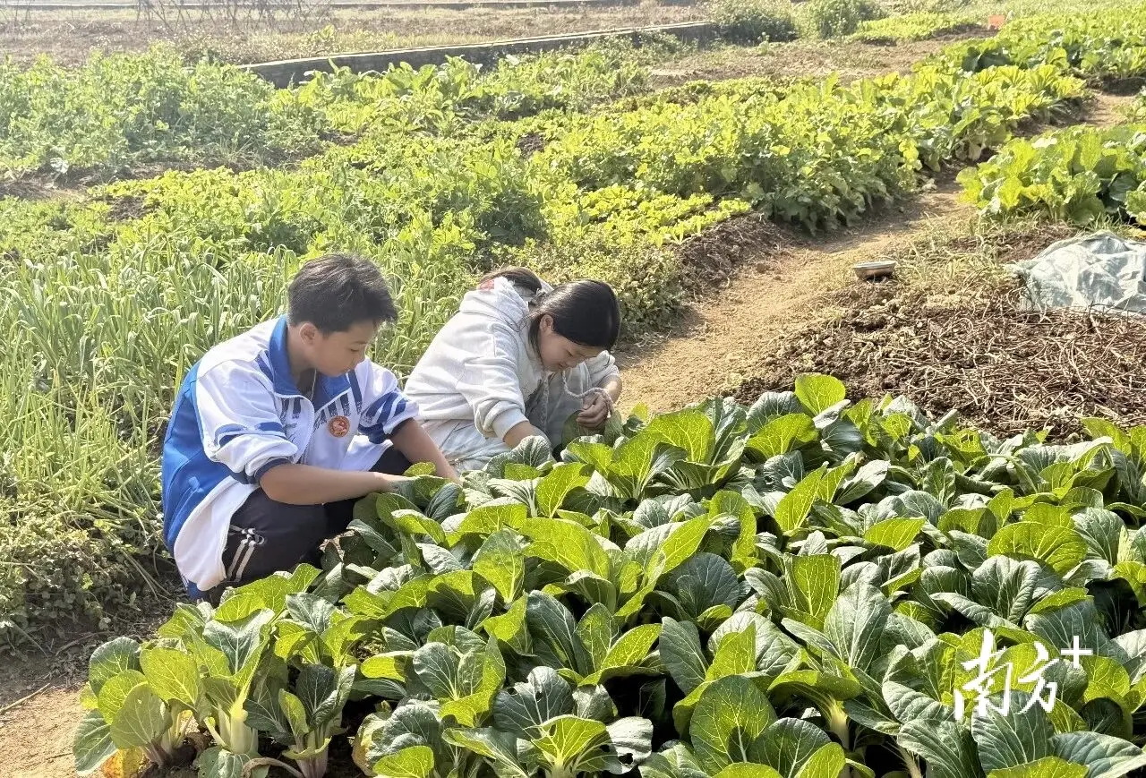 “眾耕園”里飯菜香！清新這所學(xué)校勞動教育歡樂多