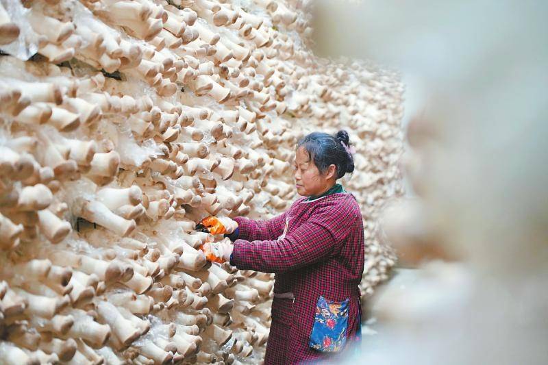 美食文旅節(jié)目《三餐四季》走進(jìn)四川