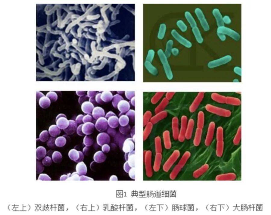 美食當(dāng)前，別讓“塑形”和“忌口”偷走快樂