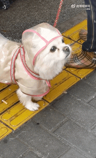 狗子怕冷故意把窗簾蓋在身上，狗：這暗示夠明顯了吧？