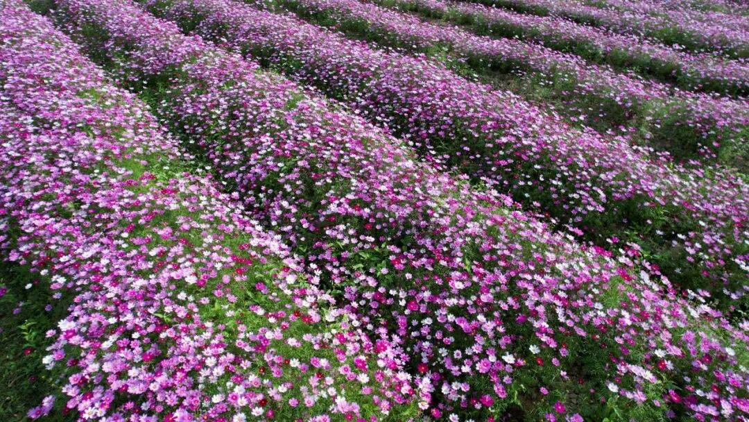 江門這些粉色花海，開了！趕快Mark住收藏→