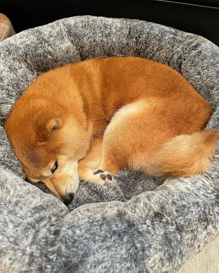 狗子怕冷故意把窗簾蓋在身上，狗：這暗示夠明顯了吧？