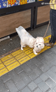 狗子怕冷故意把窗簾蓋在身上，狗：這暗示夠明顯了吧？