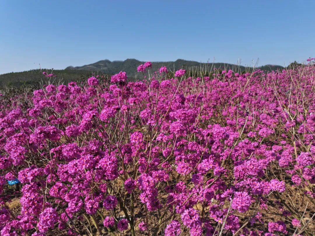 江門這些粉色花海，開了！趕快Mark住收藏→
