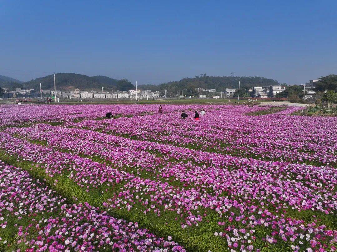江門這些粉色花海，開了！趕快Mark住收藏→