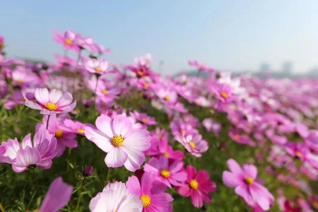 江門這些粉色花海，開了！趕快Mark住收藏→