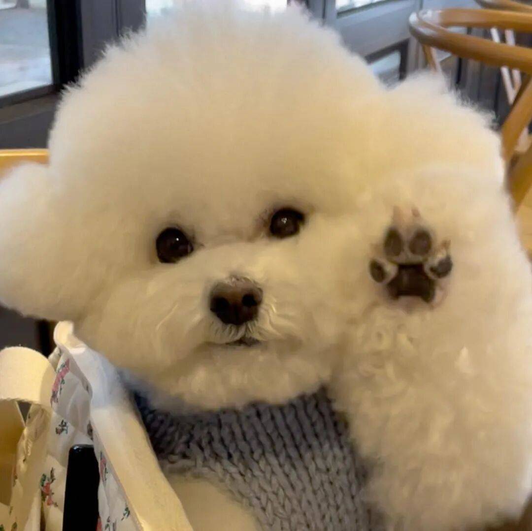 狗子怕冷故意把窗簾蓋在身上，狗：這暗示夠明顯了吧？