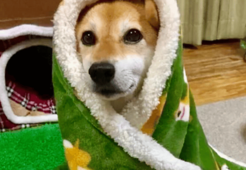 狗子怕冷故意把窗簾蓋在身上，狗：這暗示夠明顯了吧？