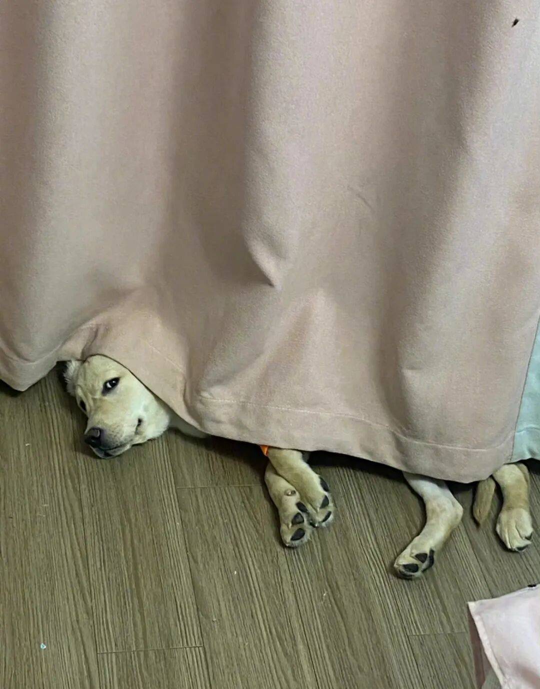 狗子怕冷故意把窗簾蓋在身上，狗：這暗示夠明顯了吧？