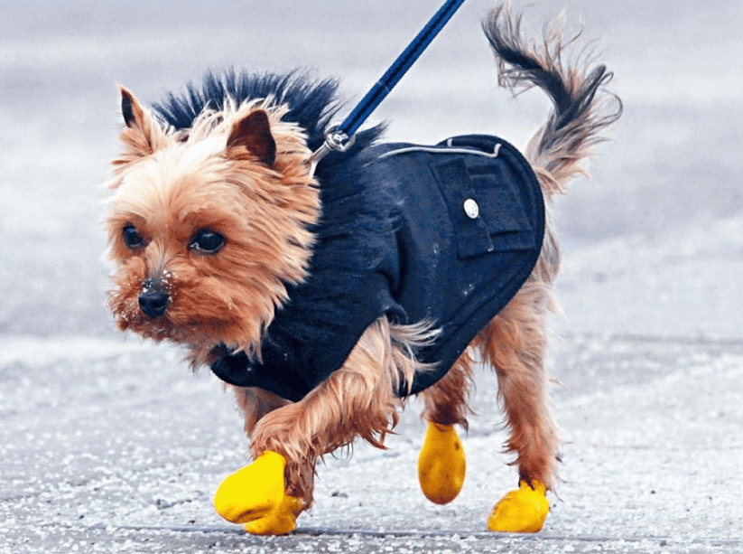 狗子怕冷故意把窗簾蓋在身上，狗：這暗示夠明顯了吧？